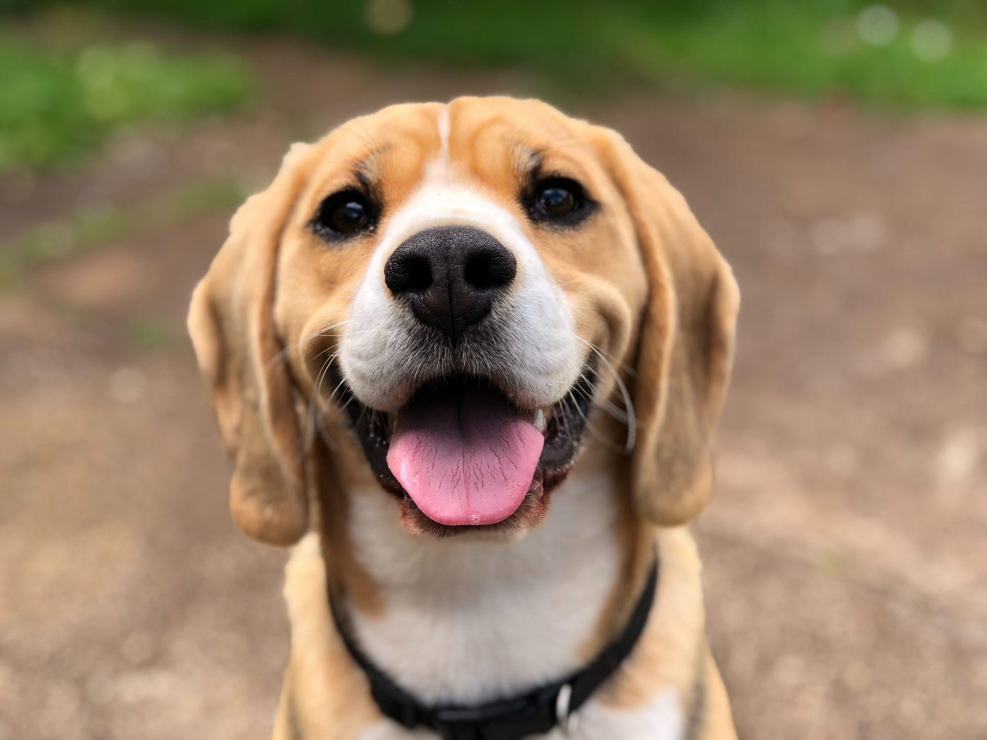 international-dog-day